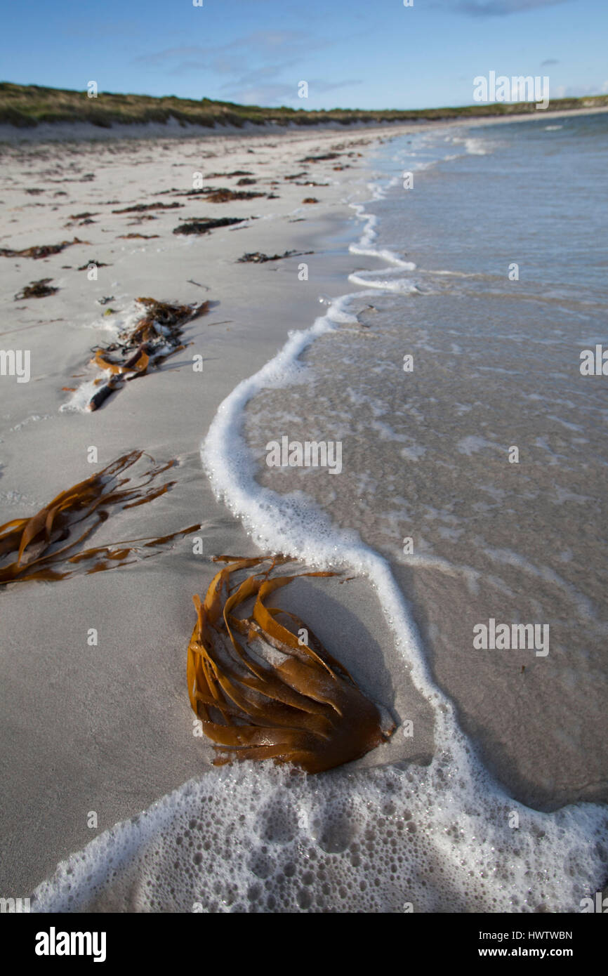 Kelp (Laminaria spp) sulla spiaggia bianca , ideali condizioni di alimentazione per poco terne di alimentazione , chiaro acque poco profonde. Balranald riserva naturale ,RSPB RISERVA. Foto Stock