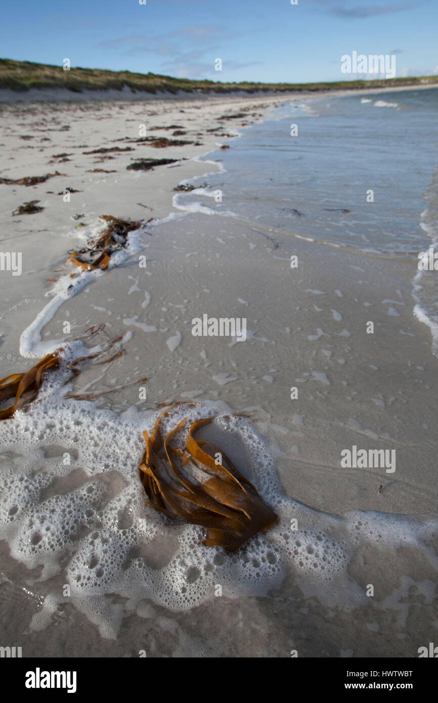 Kelp (Laminaria spp) sulla spiaggia bianca , ideali condizioni di alimentazione per poco terne di alimentazione , chiaro acque poco profonde. Balranald riserva naturale ,RSPB RISERVA. Foto Stock