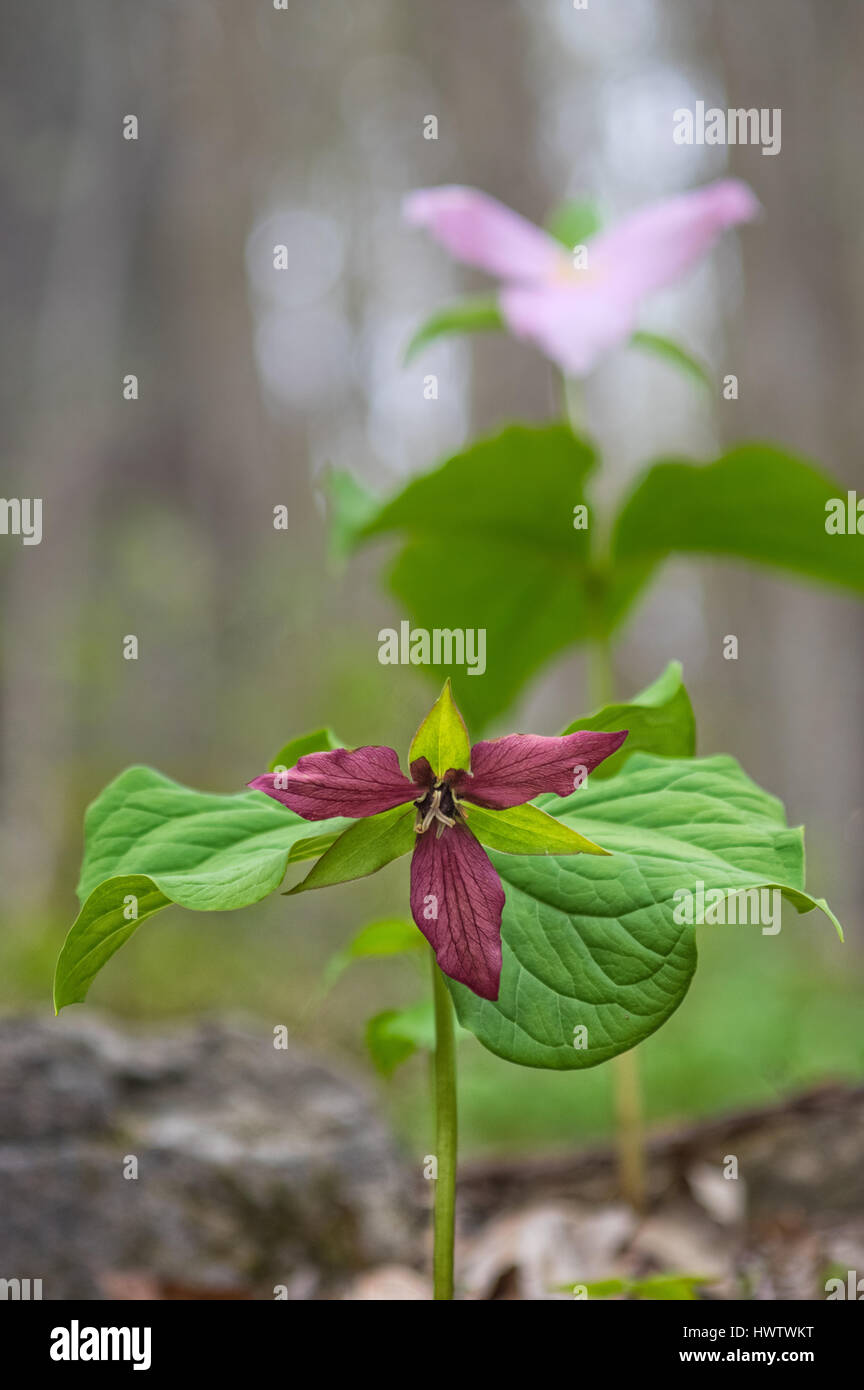 Il bianco e il rosso trillium stare insieme in primavera lungo la West Virginia Highlands Scenic Highway. Foto Stock