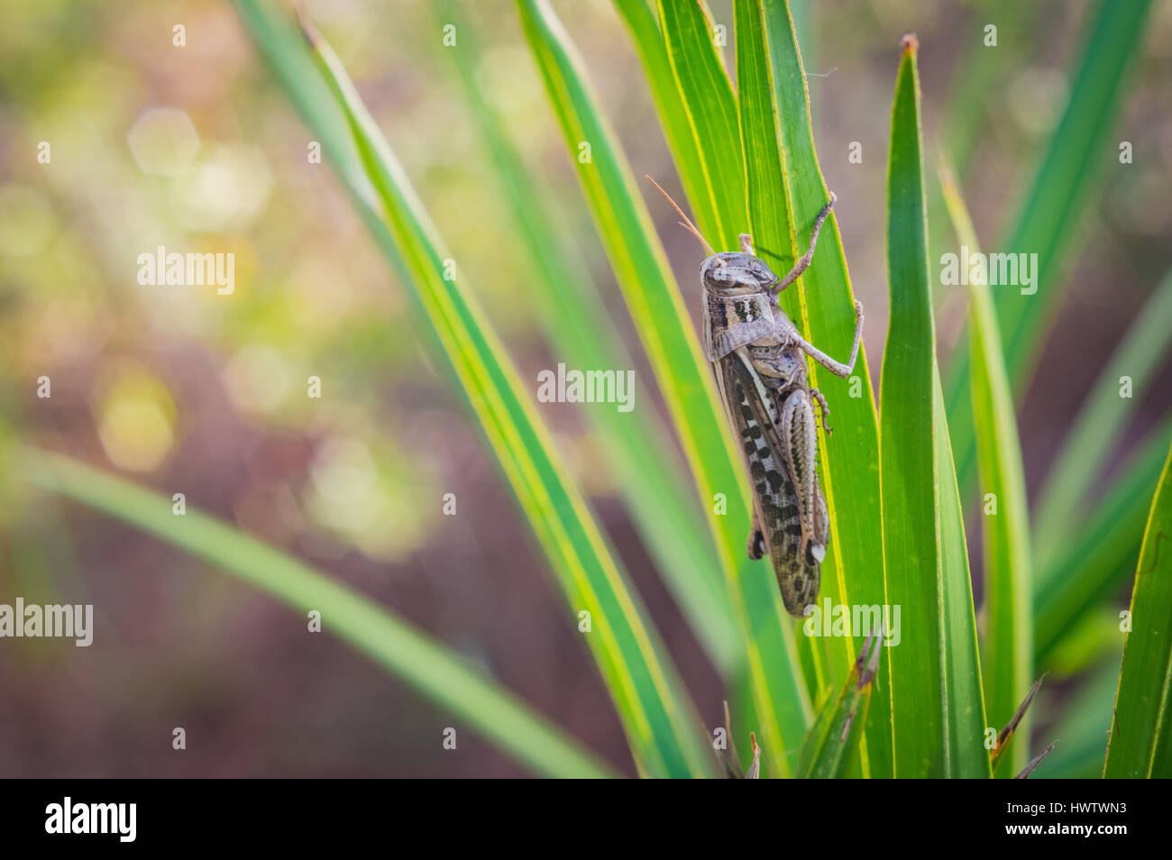 Ripresa macro di un ignoto grasshopper specie arroccato su una lama di erba verde. Foto Stock