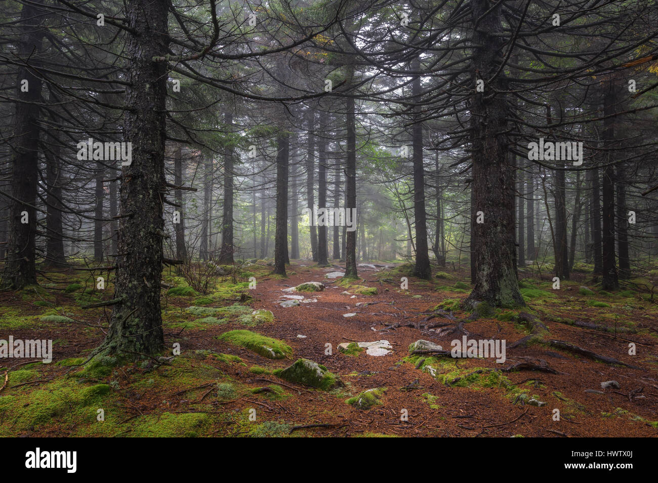 Una ethereal nebbia mattutina con soft verdi pezzata dalla luce del sole attraverso gli alberi conferiscono una qualità di mistico per la fitta foresta di pini. Foto Stock