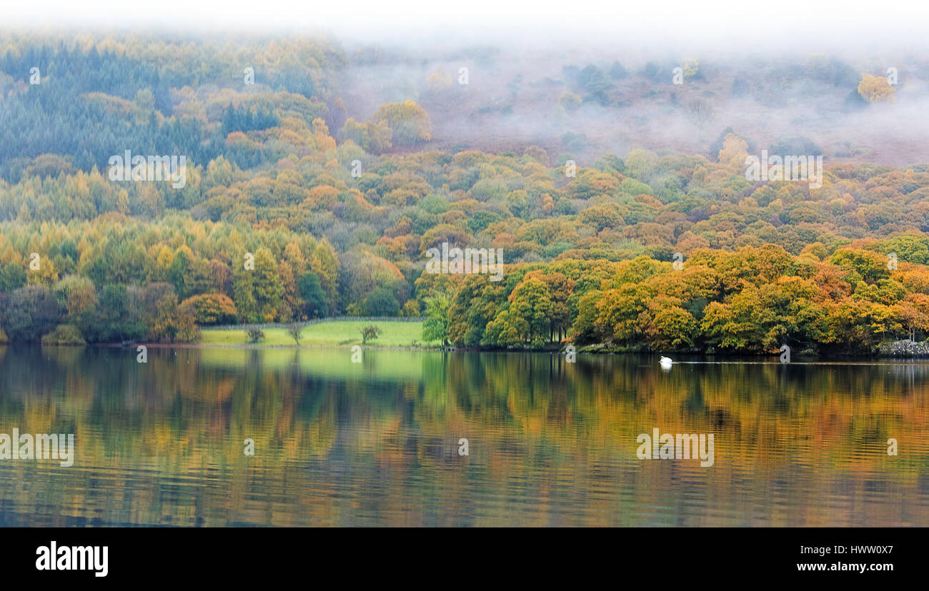 La mattina presto il colpo di lone cigno sul Coniston Water Foto Stock