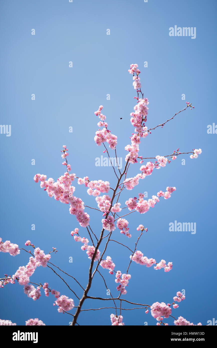 La fioritura dei ciliegi in una bella giornata di sole a Camberwell, Londra. Foto Stock
