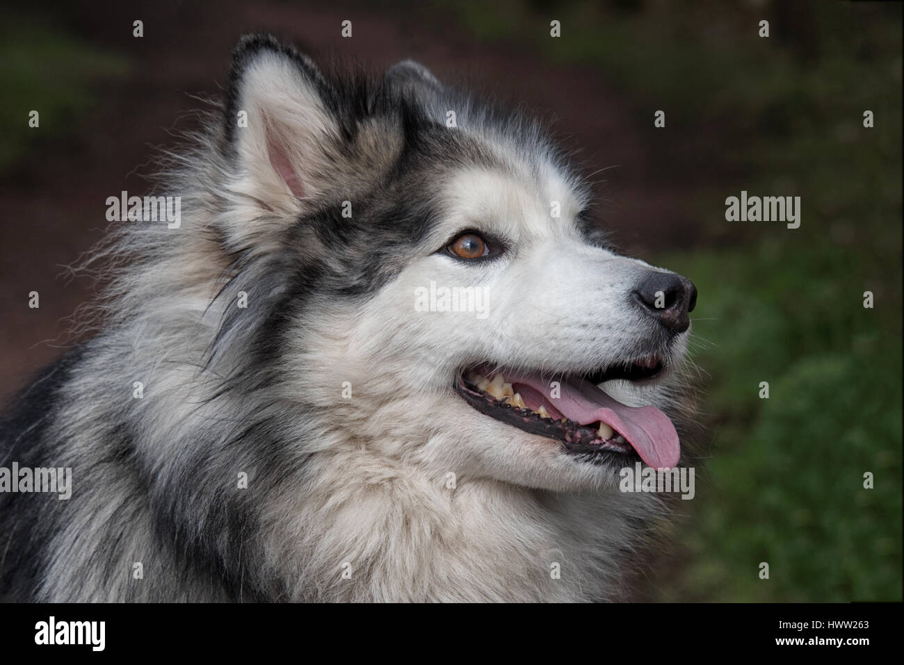 Close up verticale e profilo di una testa di un husky e malamute cane. cercando di destra con la lingua di fuori Foto Stock