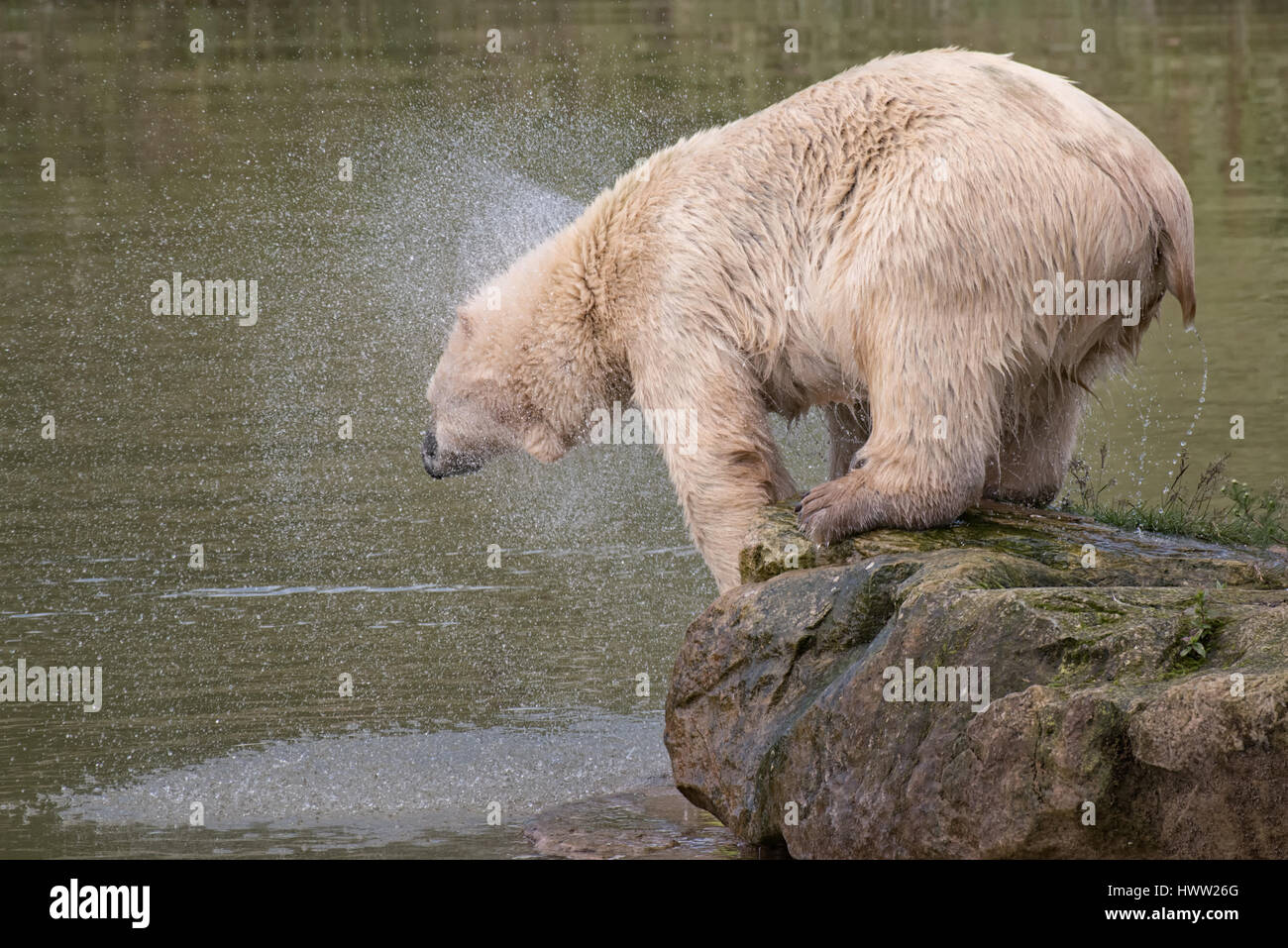 Orso polare in piedi su una roccia ny un lago e agitando l'acqua in eccesso dopo una nuotata Foto Stock