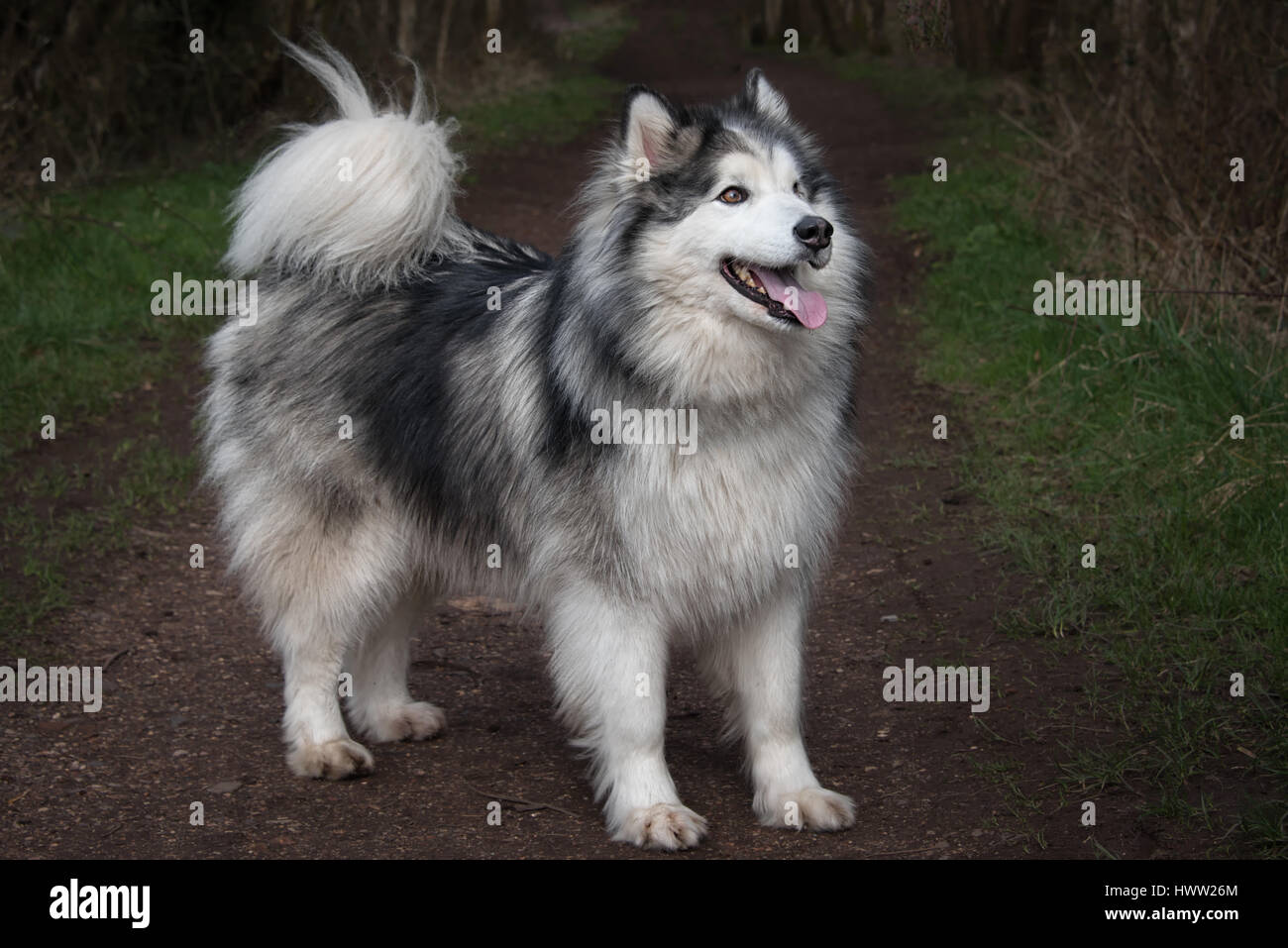 Lunghezza completa il profilo laterale di una croce husky Malamute Cane e rivolto a destra Foto Stock