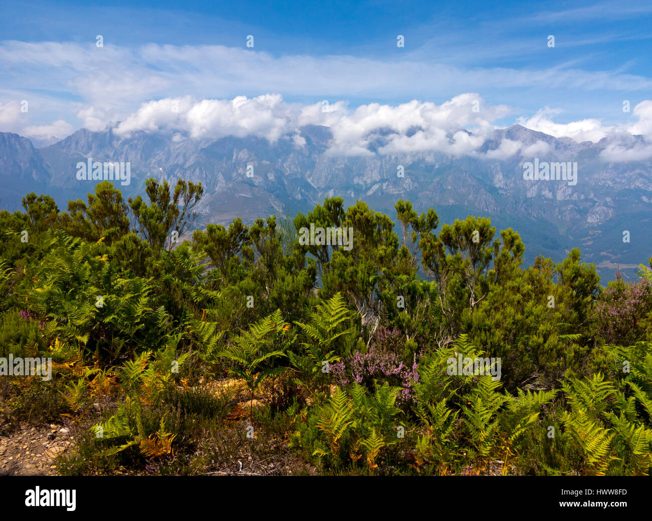 Le montagne a La Viorna vicino a Potes nel Parco Nazionale Picos de Europa Cantabria Spagna Foto Stock