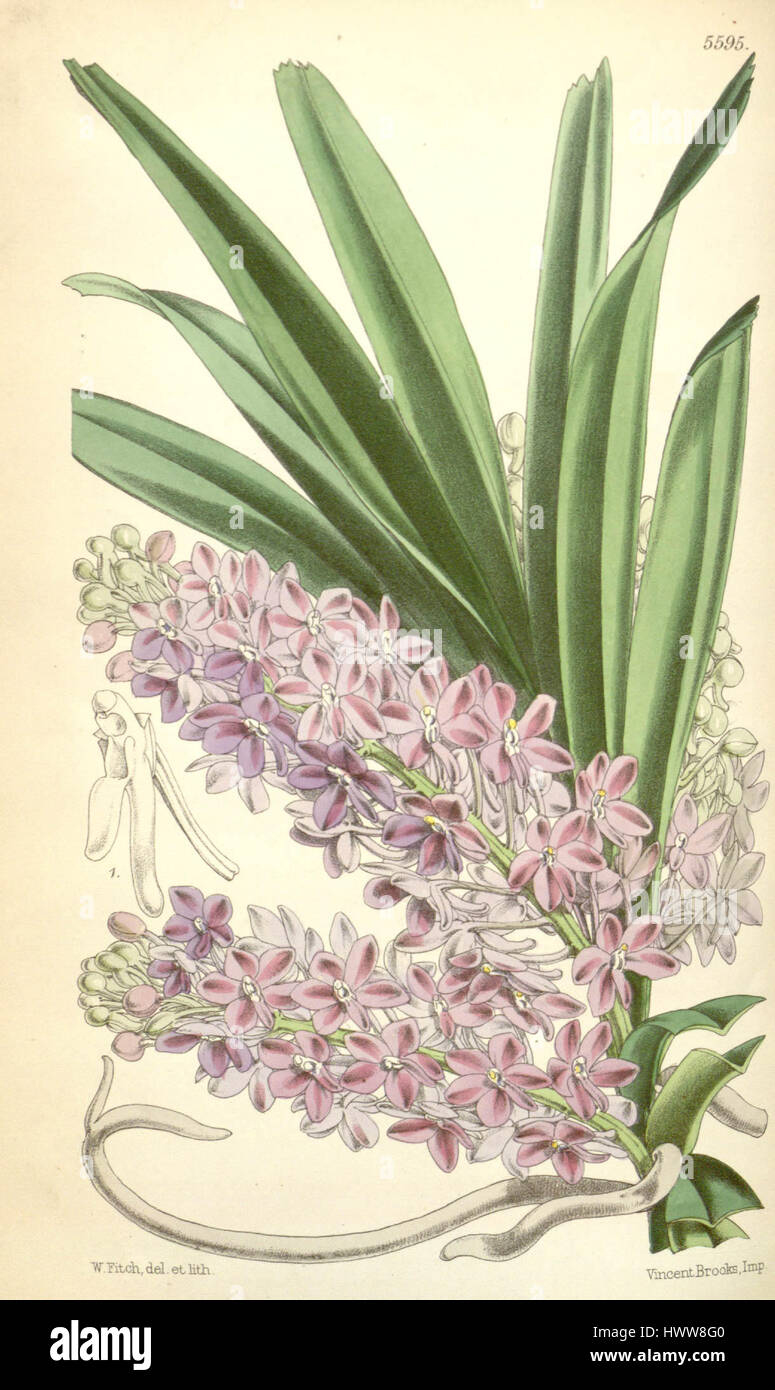 Ascocentrum ampullaceum, precedentemente classificato come Saccolabium ampullaceum, è una specie di orchidea nota per i suoi fiori di arancio brillante. Fu illustrato per la prima volta nel Curtis' Botanical Magazine nel 1866. Foto Stock