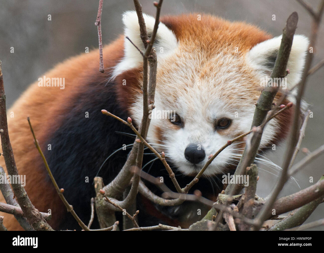 Un panda rosso può essere visto allo zoo di Berlino, Germania, 19 marzo 2017. Foto: Paolo Zinken/dpa Foto Stock