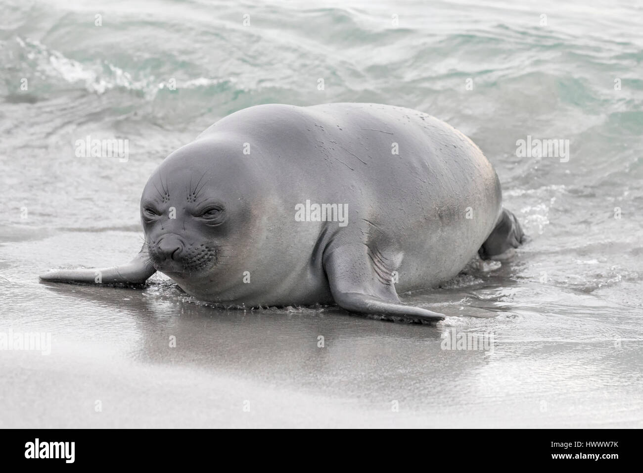 Elefante marino del sud Foto Stock