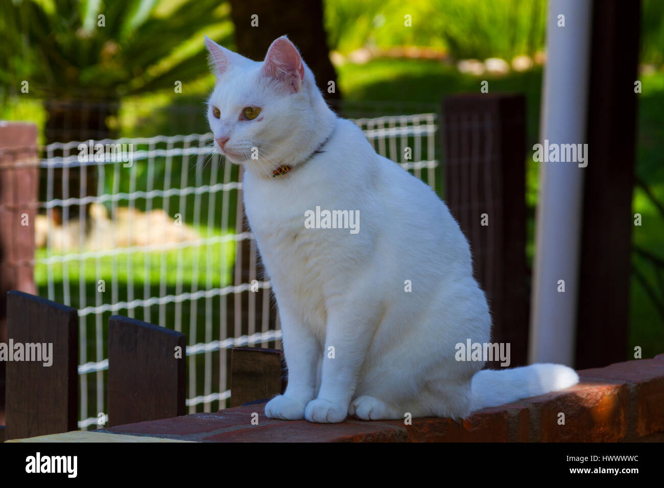Curioso gatto bianco seduto sul muro. Foto Stock