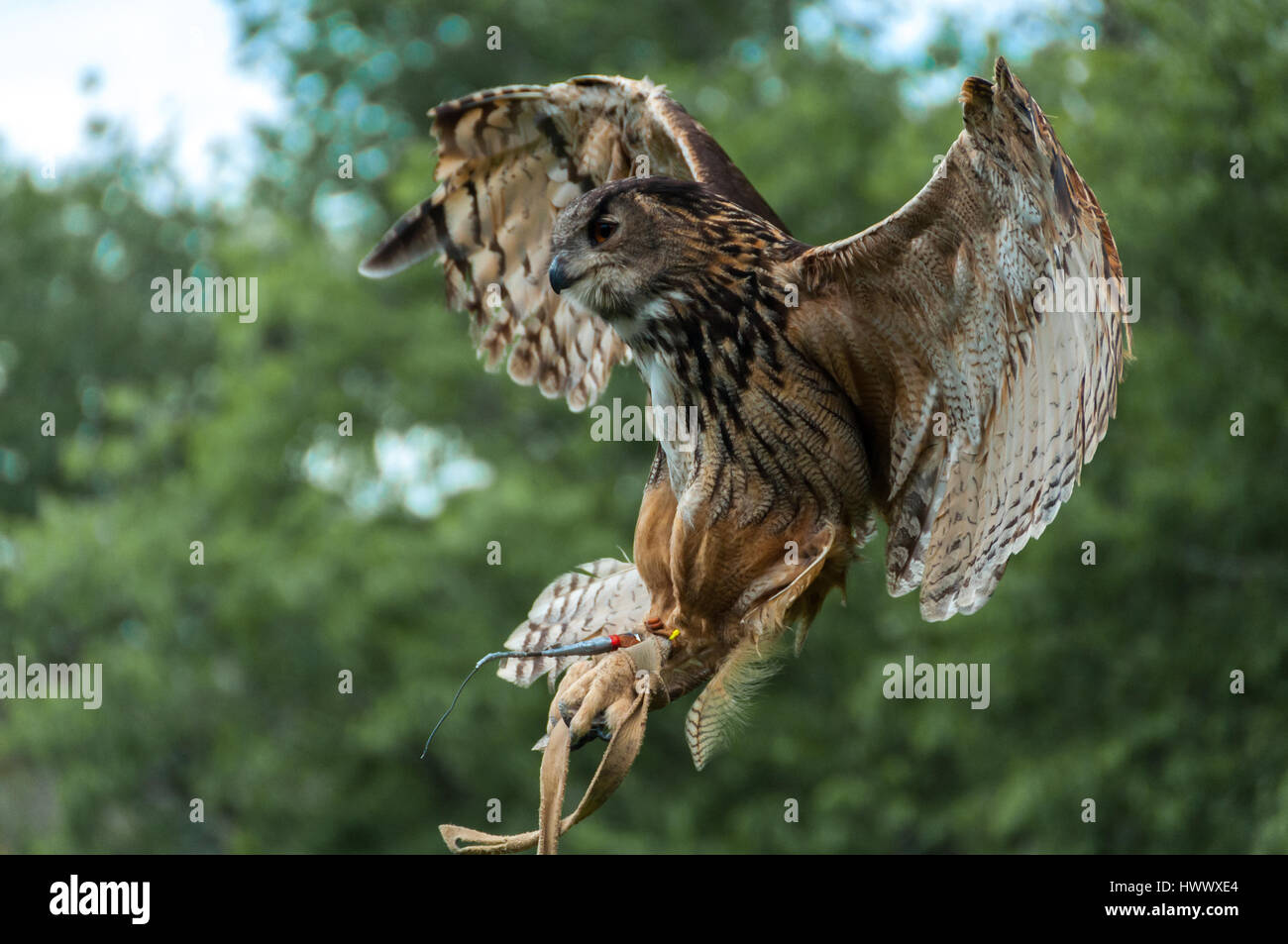 Il gufo durante uno spettacolo di falconeria Foto Stock