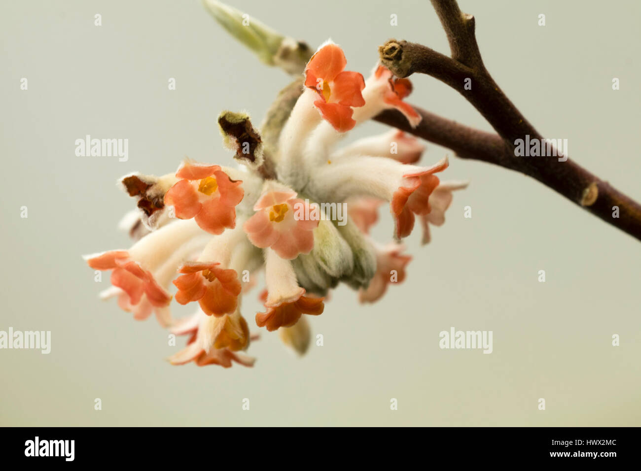 Solo agli inizi della primavera flower cluster del modulo selezionato della oriental paperbush, Edgeworthia chrysantha "drago rosso" Foto Stock