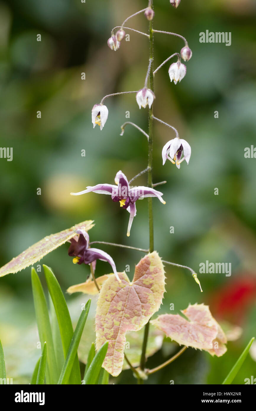 Il viola e il bianco fiori di primavera del barrenwort cinese Epimedium, zushanense, emergere al di sopra di marrone fogliame modellato Foto Stock