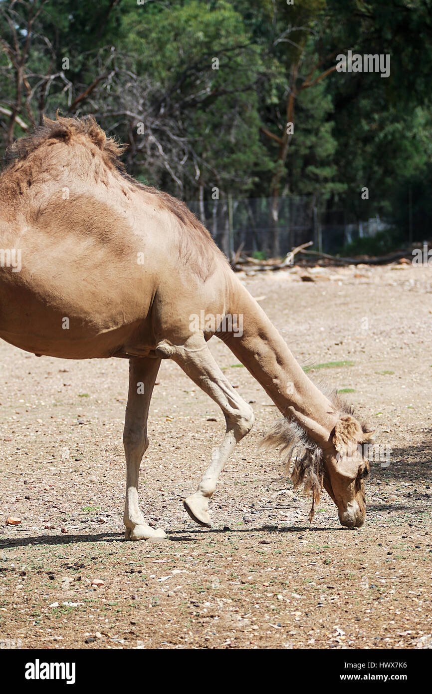 Cammello dal Taronga Western Plains Zoo a Dubbo. Foto Stock