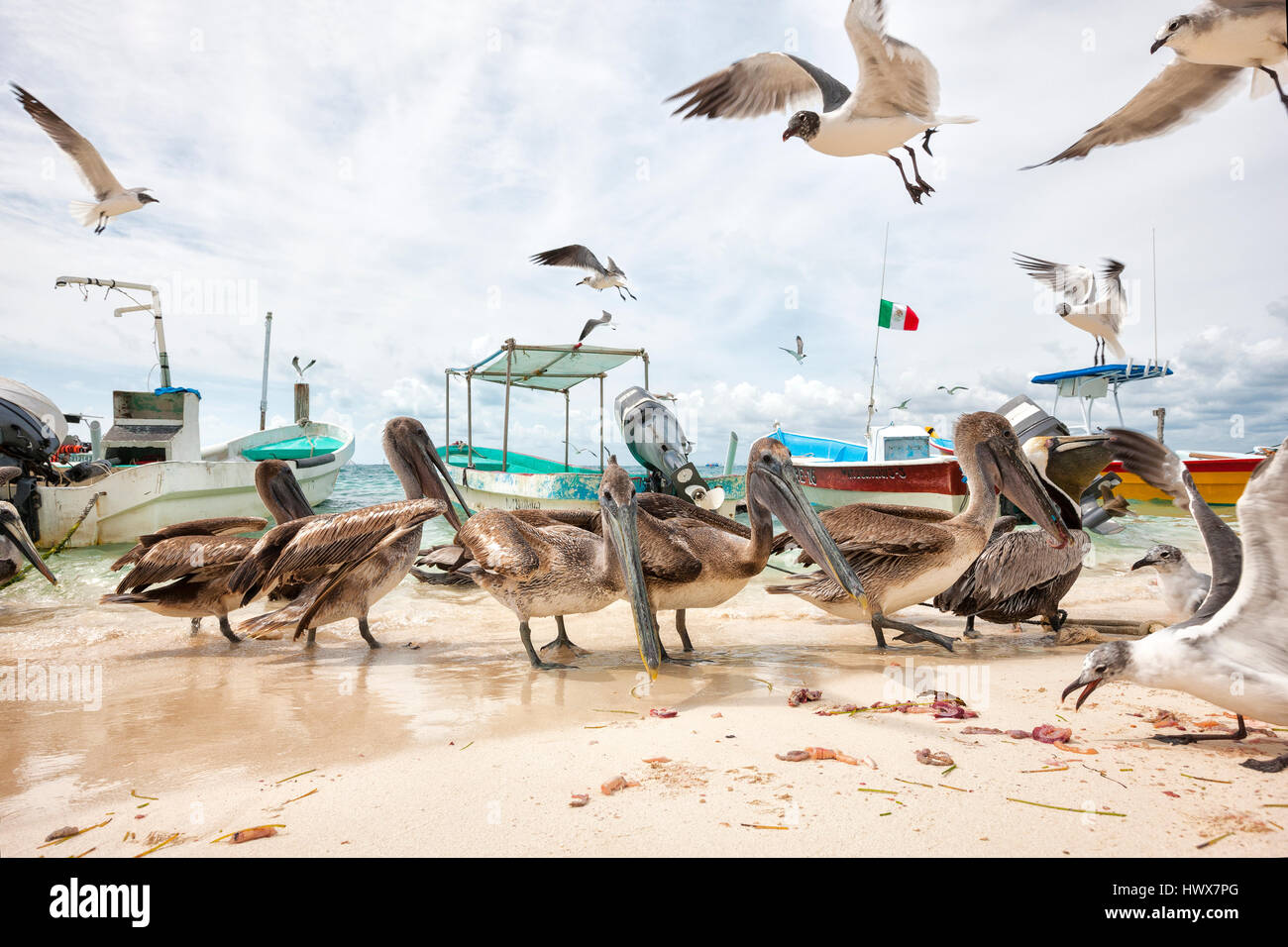 Pellicani marroni e alimentando i gabbiani sulla spiaggia di sabbia Foto Stock