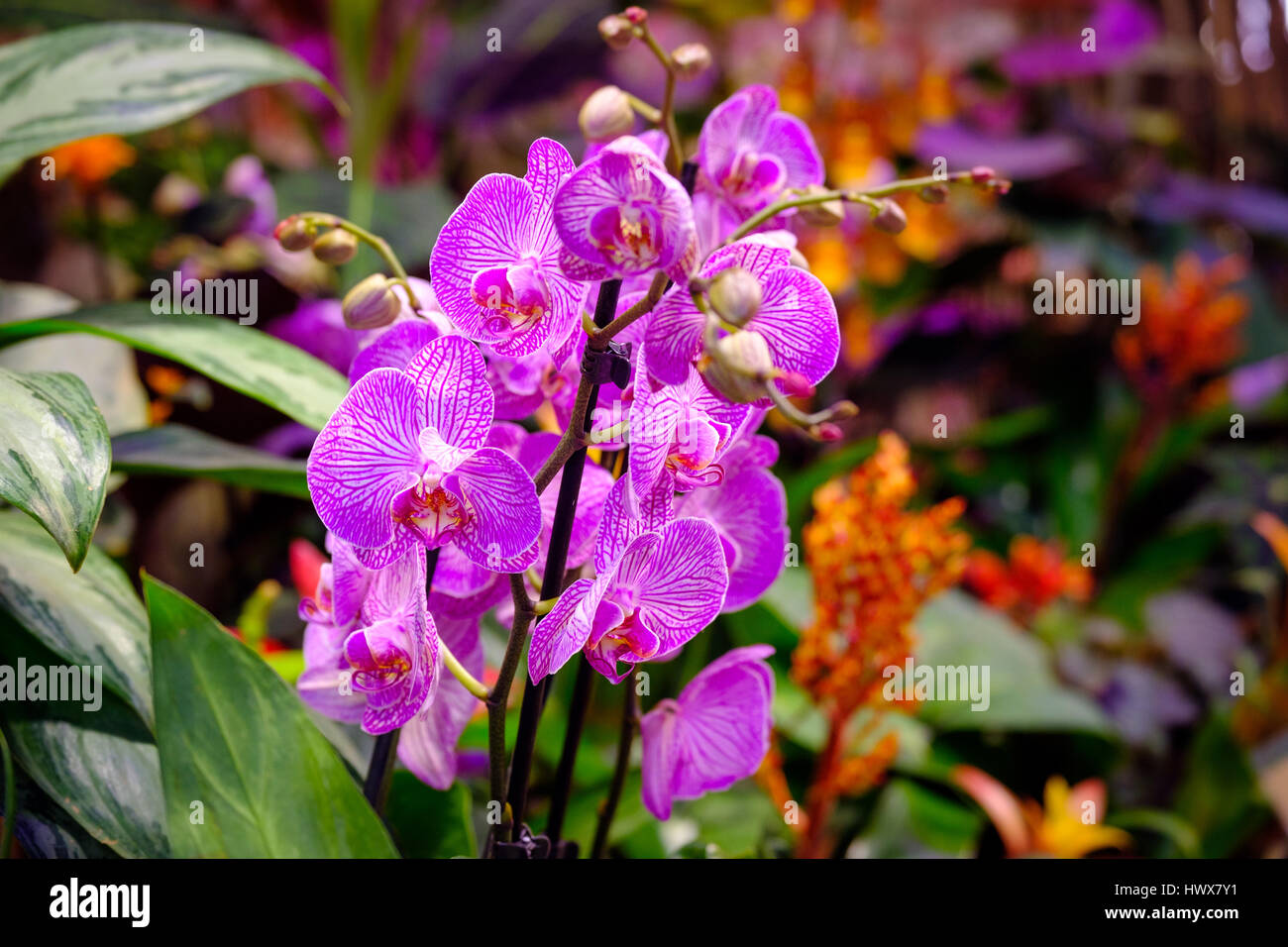 Orchidee da giardino immagini e fotografie stock ad alta risoluzione