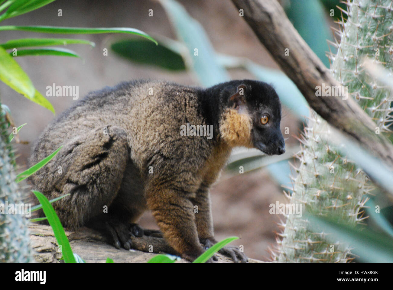 Collare lemure marrone seduto accanto a un fico d'india cactus. Foto Stock