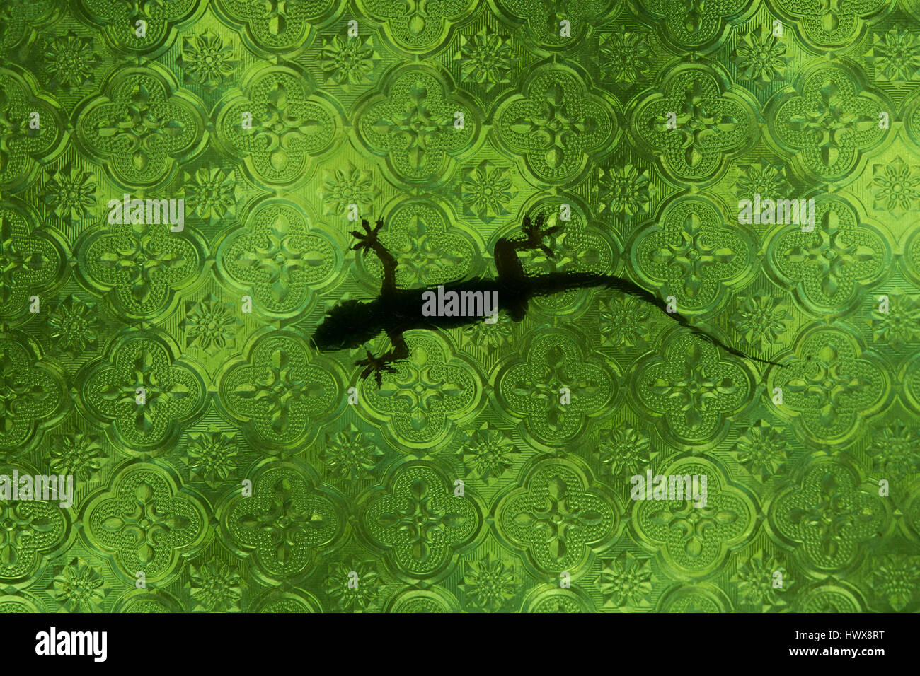 La silhouette di una a tre gambe Gecko seduti dietro un verde glas parete. Foto Stock