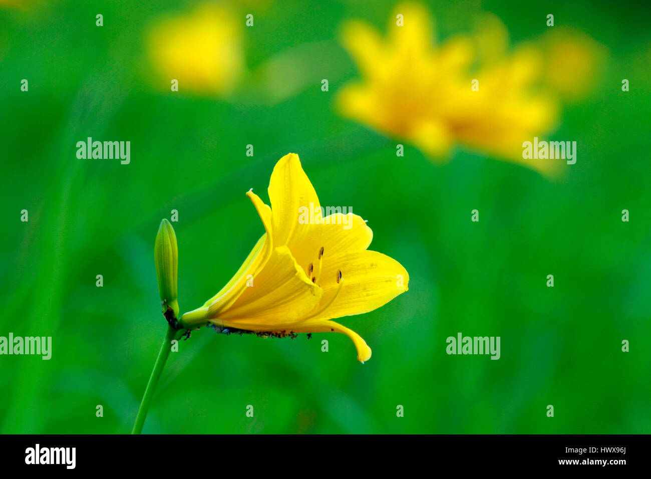 Nikkokisuge con piccoli insetti sul suo supporto Kurumayama Nagano Giappone Foto Stock