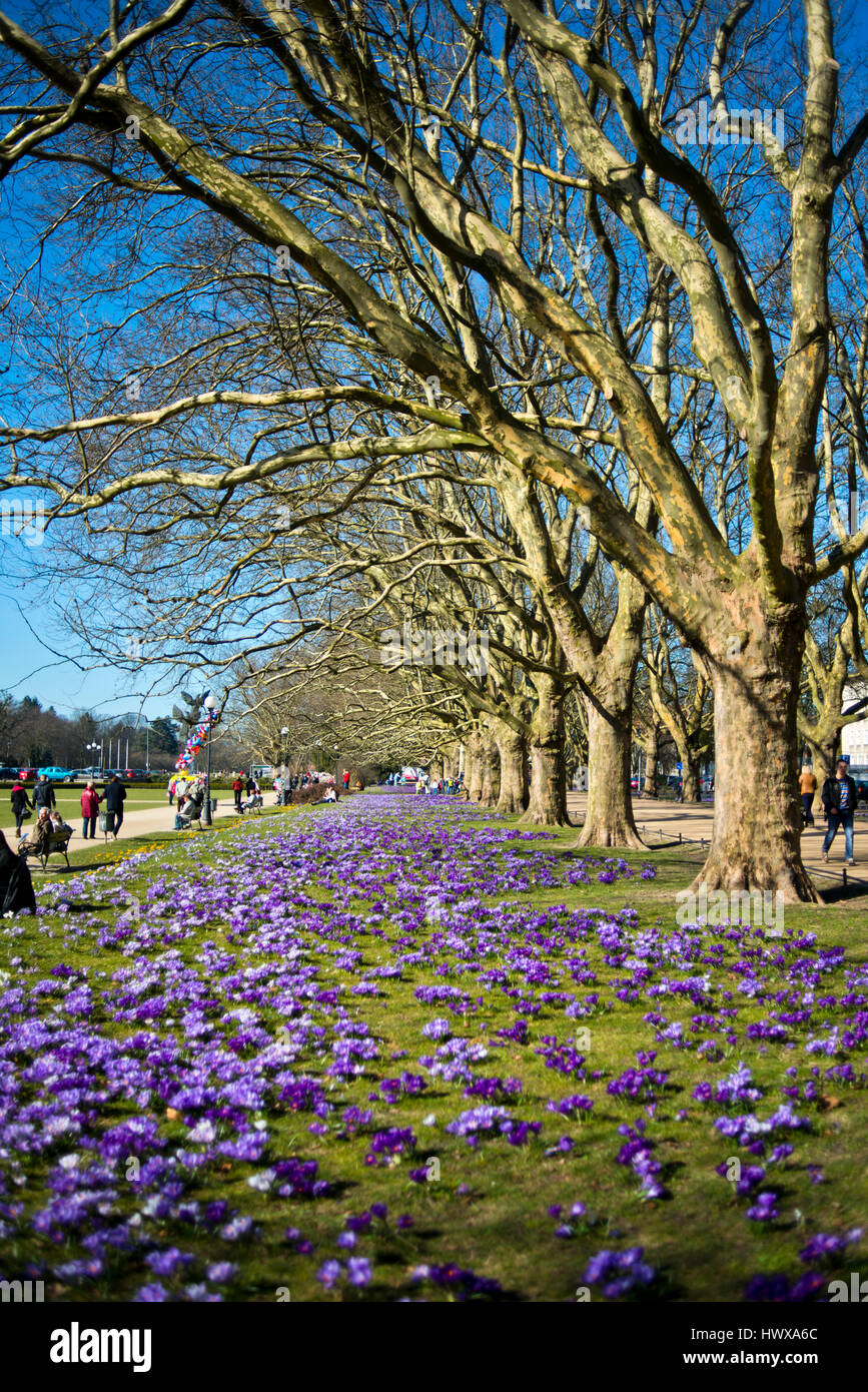 Crochi viola in un parco con alberi Foto Stock