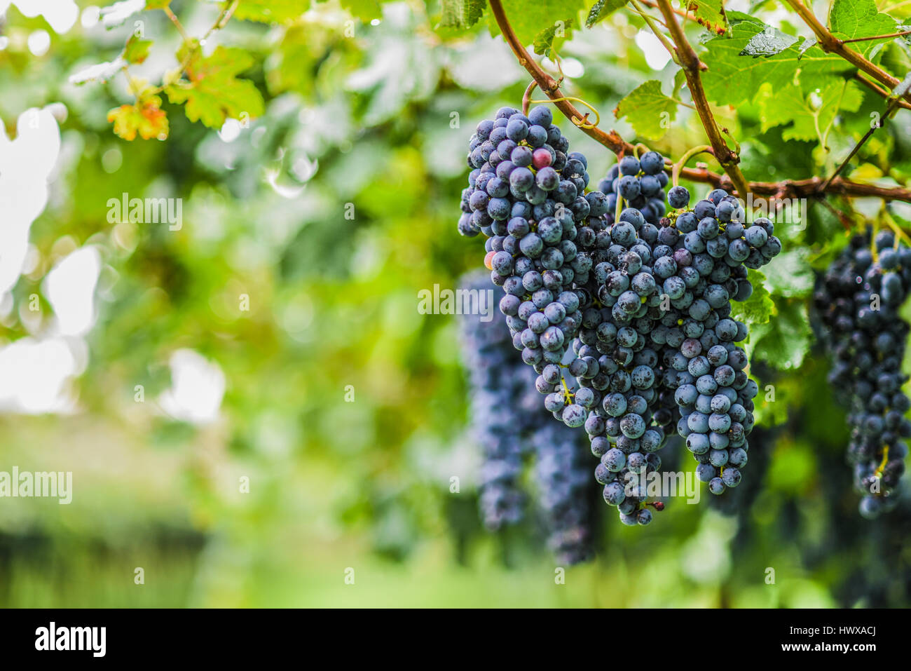 Grappolo di uva in vigna Foto Stock