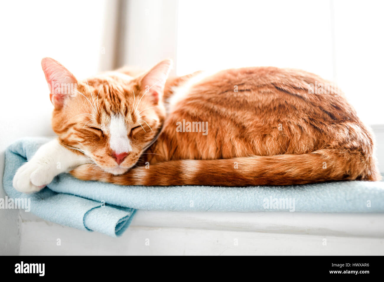 Rosso gatto domestico dormire Foto Stock