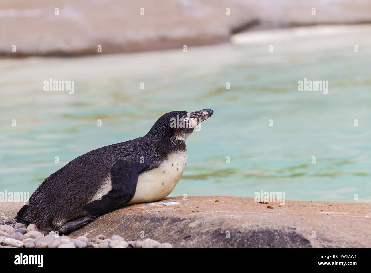 Funny penguin rilassatevi su di una pietra dopo il nuoto Foto Stock