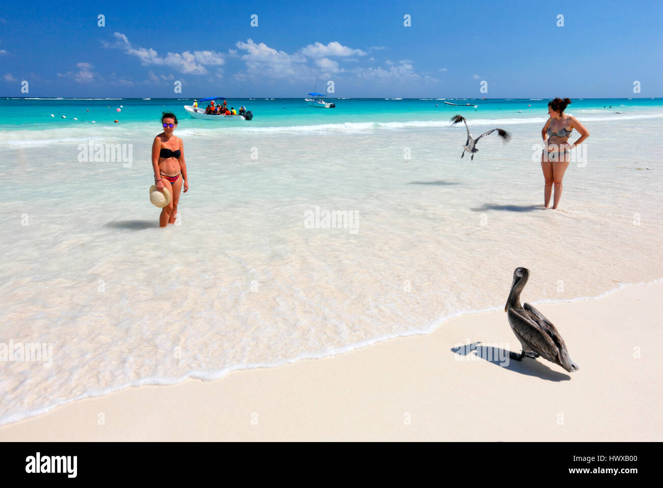 Tourist watching brown pelican uccello sulla sabbia della spiaggia di Tulum in Messico Foto Stock