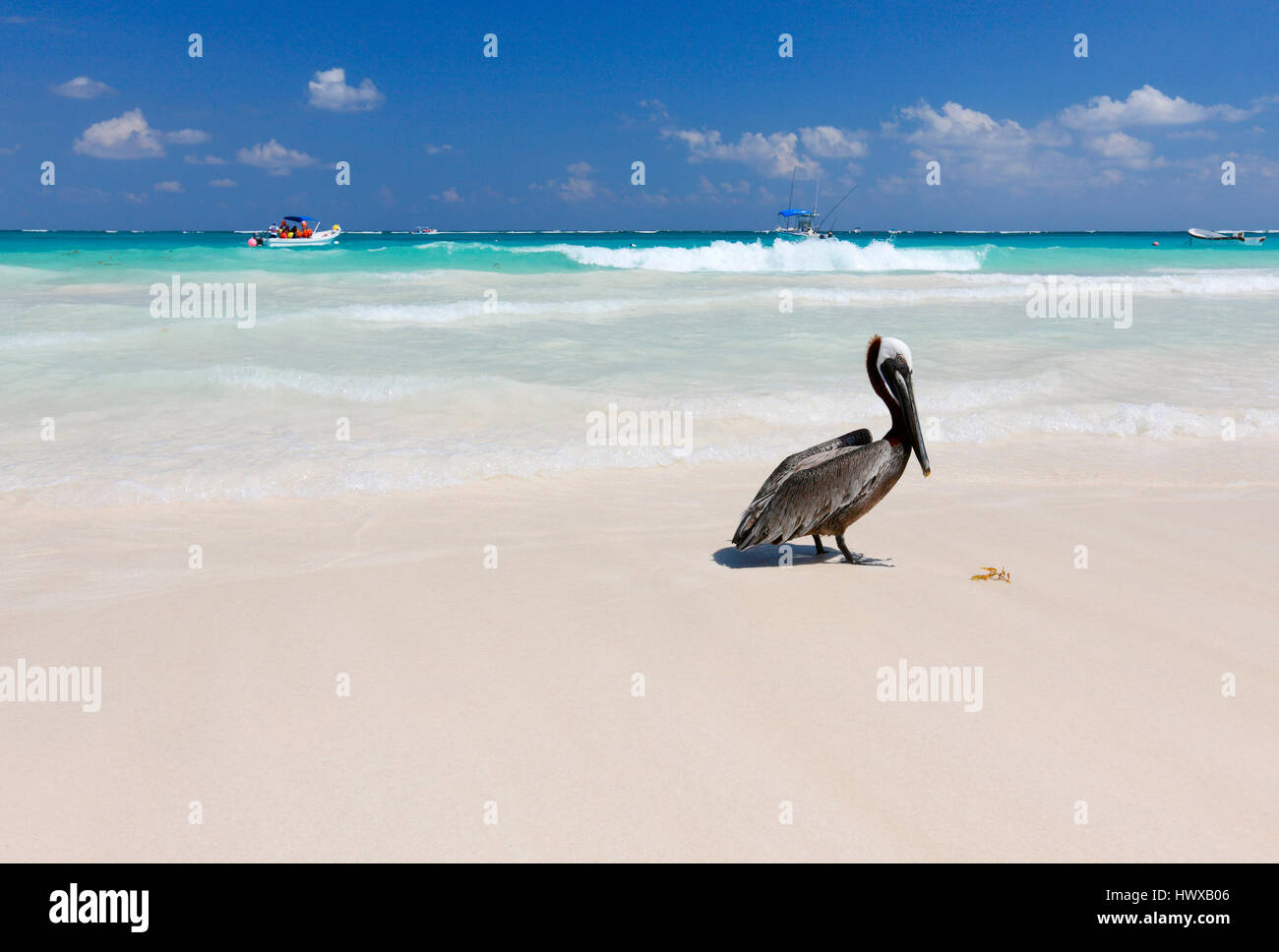 Brown pelican sulla spiaggia di sabbia in Messico, Tulum Foto Stock