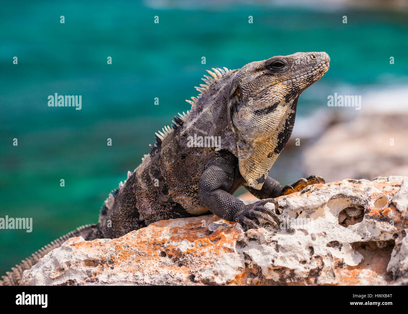 Close up di Iguana lucertola cercando vermi fino sulla roccia in Messico Foto Stock