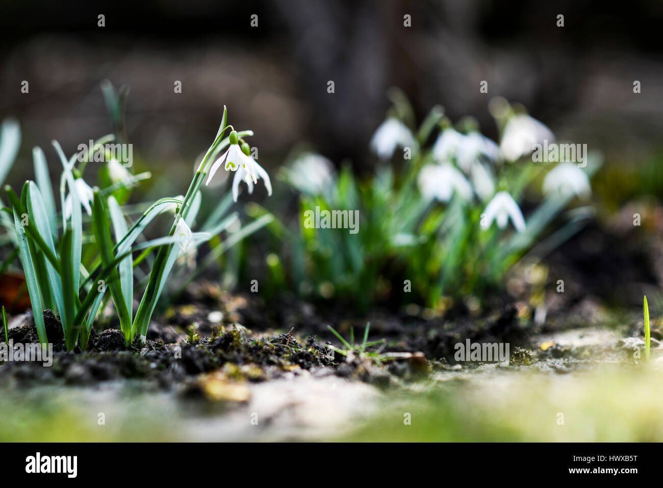 Snowdrop in garten, molla Foto Stock