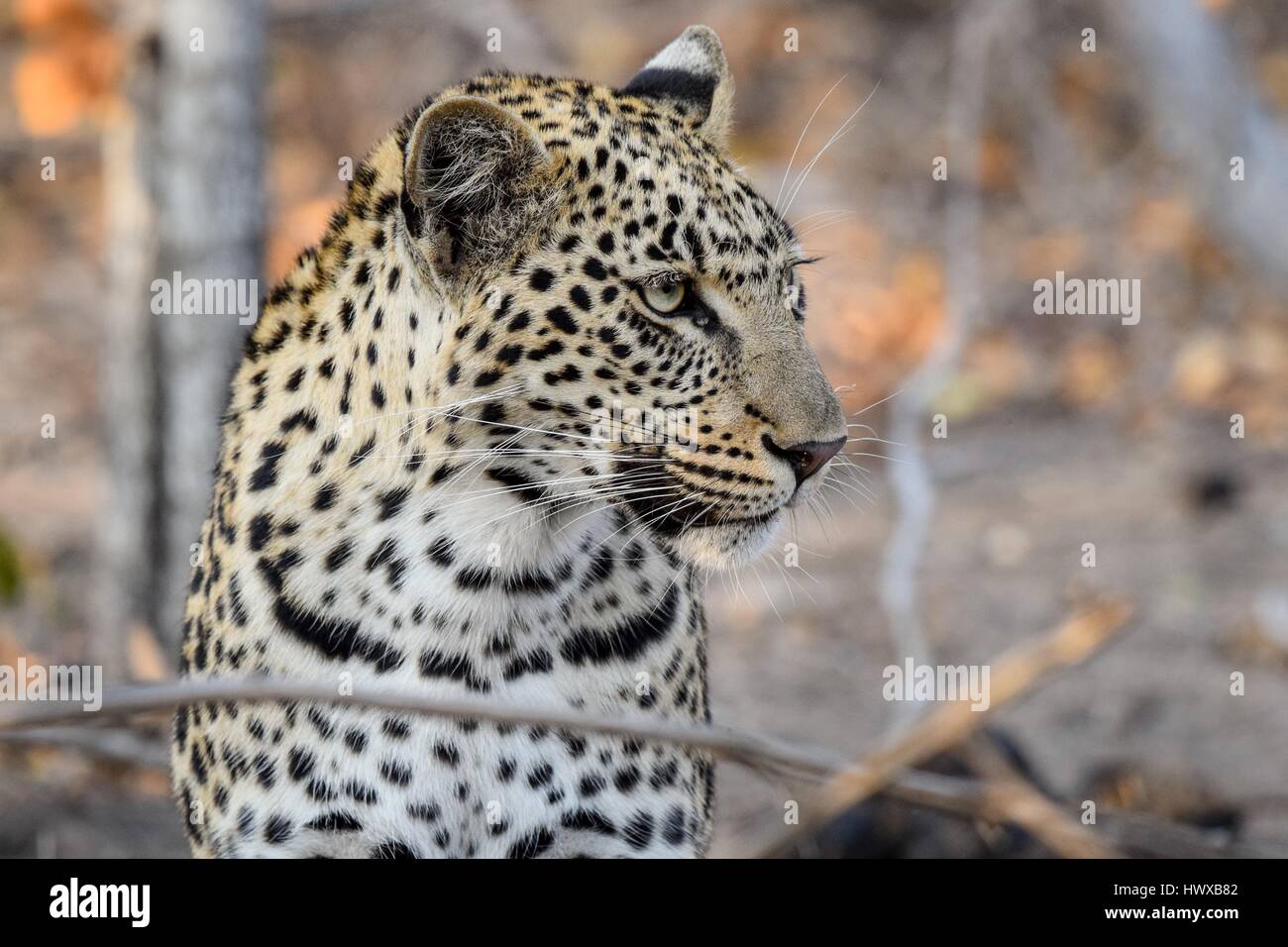 Giovane e bella leopardess occhiatura preda Foto Stock