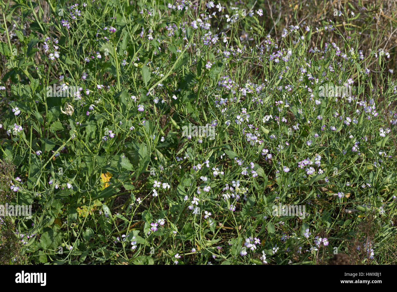 Garten-Rettich, Gartenrettich, Rettich, Raphanus sativus, Rafano, Le radis Foto Stock