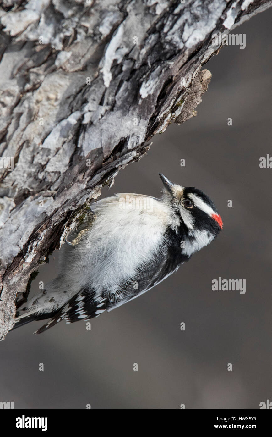 Picchio di pecora (Dryobates pubescens) Foto Stock