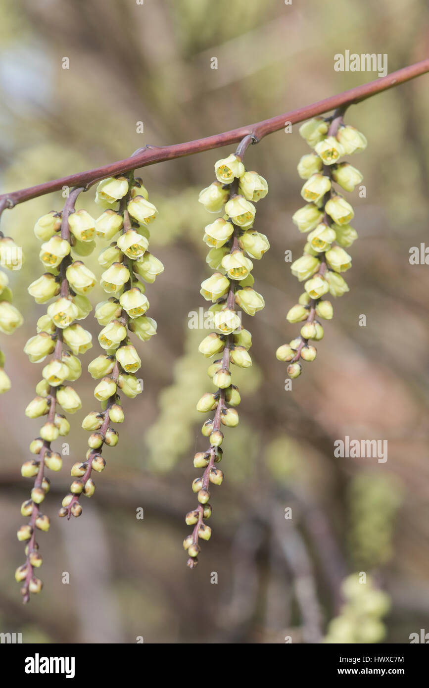 Stachyurus chinensis. Stachyurus cinese impianto in primavera. Regno Unito Foto Stock