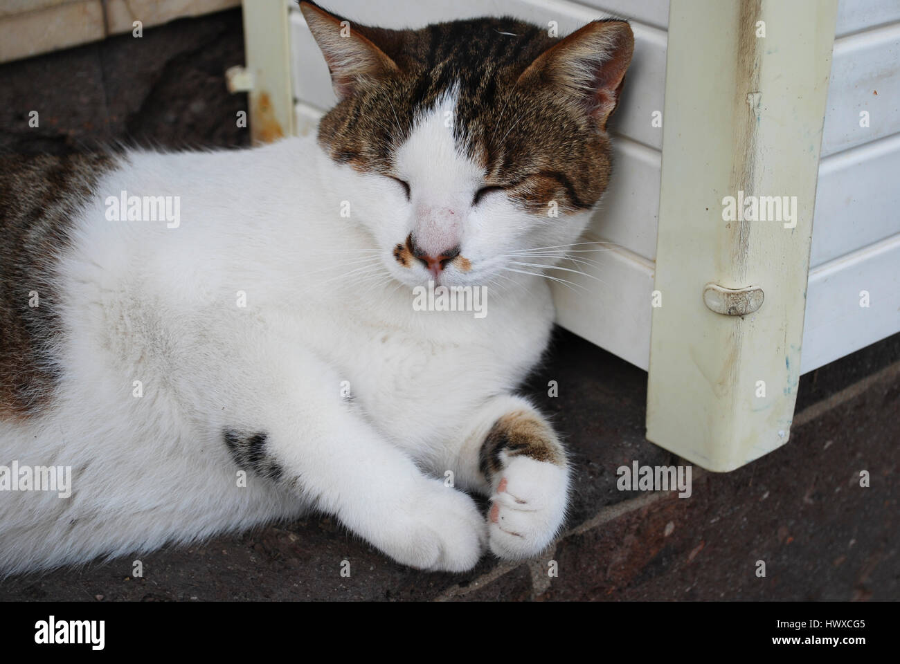 Bianco con macchie marroni pelo di gatto su una parete in legno. Foto Stock