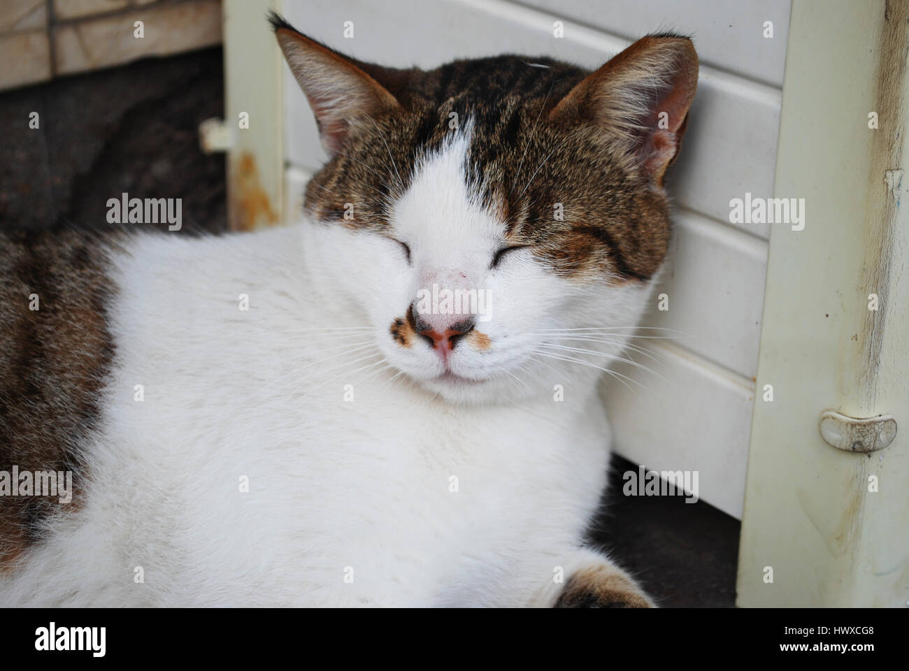 Bianco con macchie marroni pelo di gatto su una parete in legno Foto stock  - Alamy