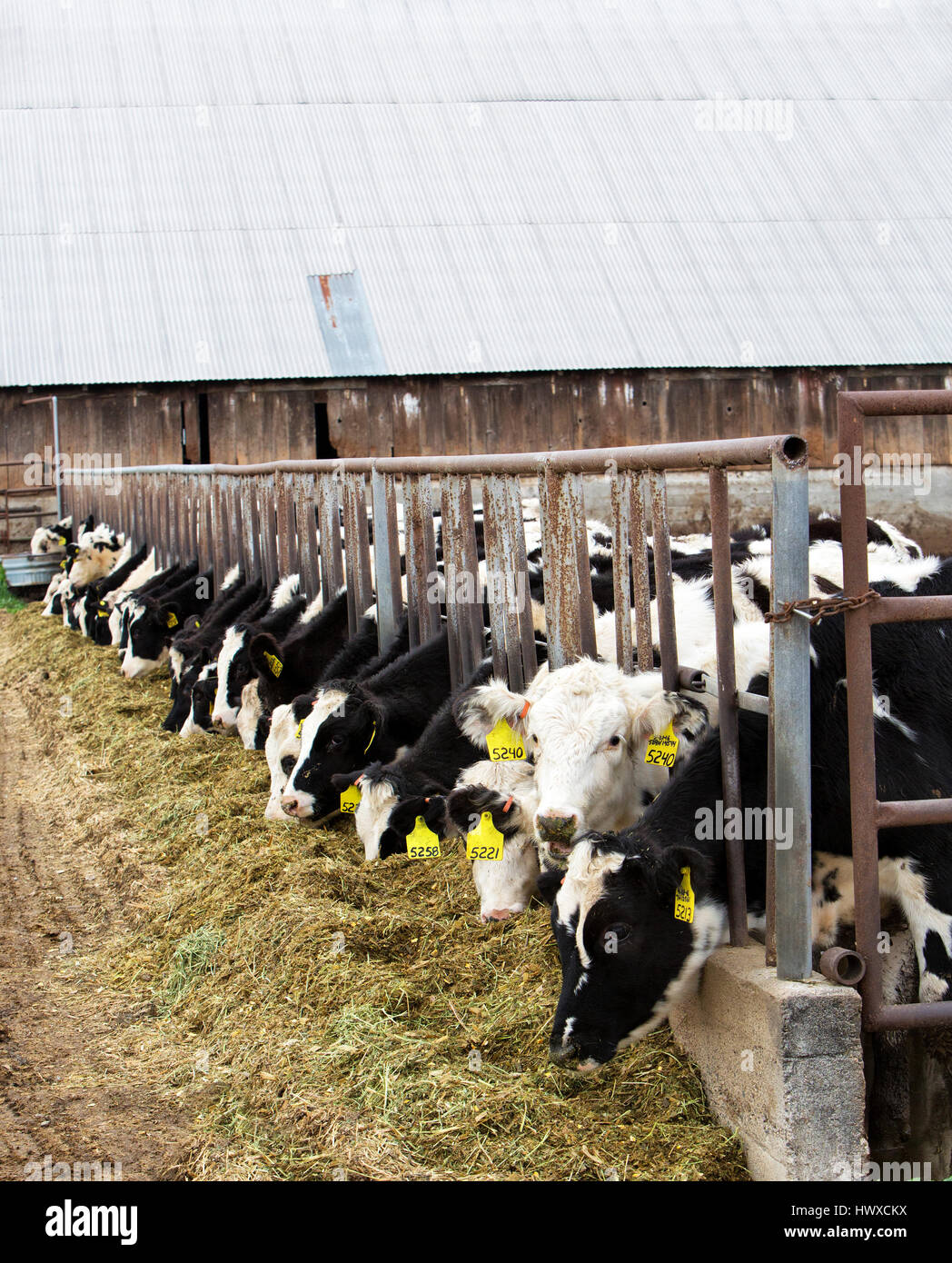 Holstein vacche da latte alimentare, un trito di erba medica. Foto Stock