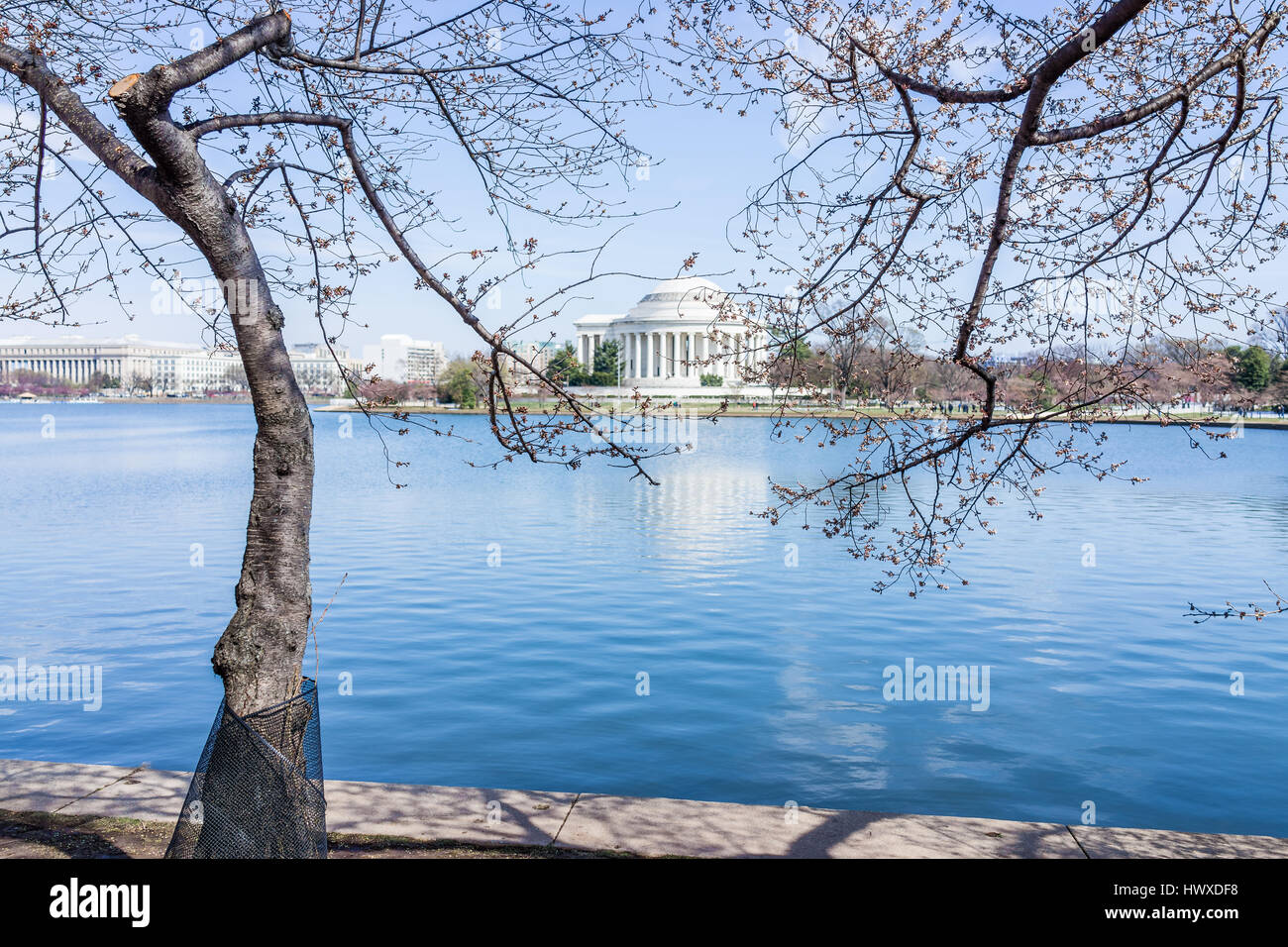 Danneggiato la fioritura dei ciliegi succursale in Washington DC con Tidal Basin e Thomas Jefferson Memorial Foto Stock