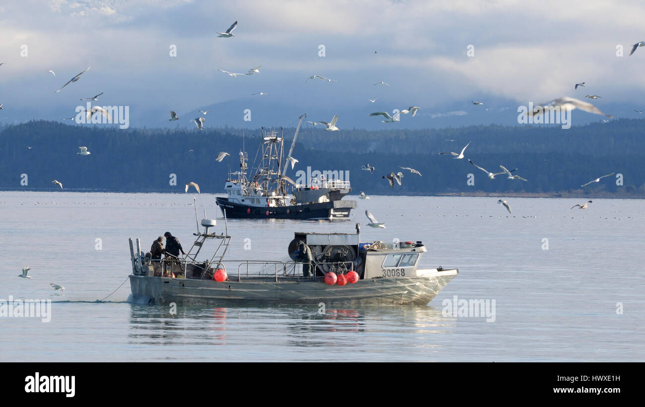 Peschereccio per traino e circuizione per la pesca delle aringhe, Isola di Vancouver, B.C Canada Foto Stock