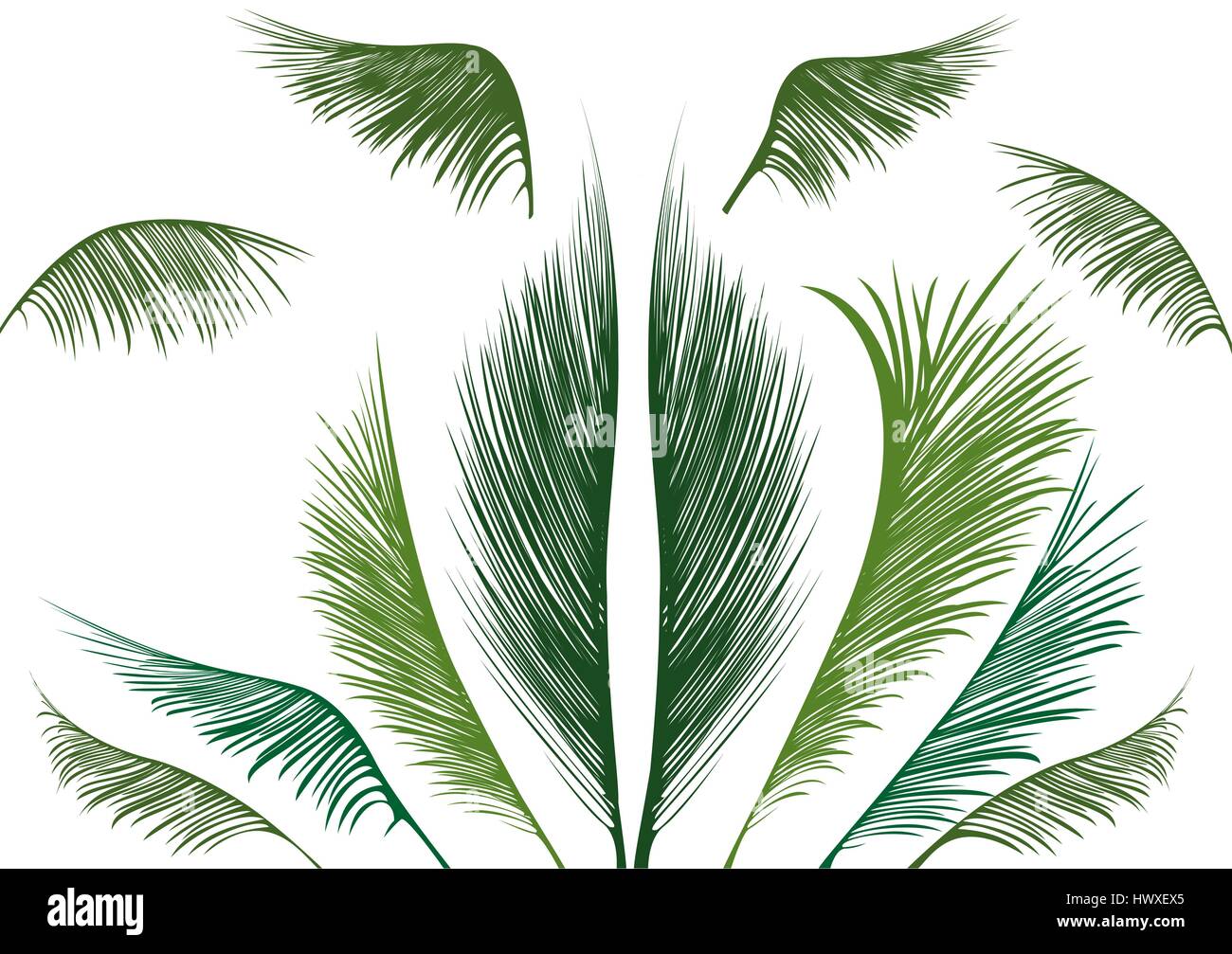 Verde Tropical foglie di palmo su sfondo bianco Illustrazione Vettoriale