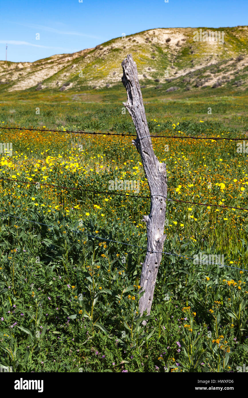 Fioritura di fiori di campo a fianco di un recinto di filo spinato lungo la gamma temblor al Carrizo Plain monumento nazionale. Foto Stock