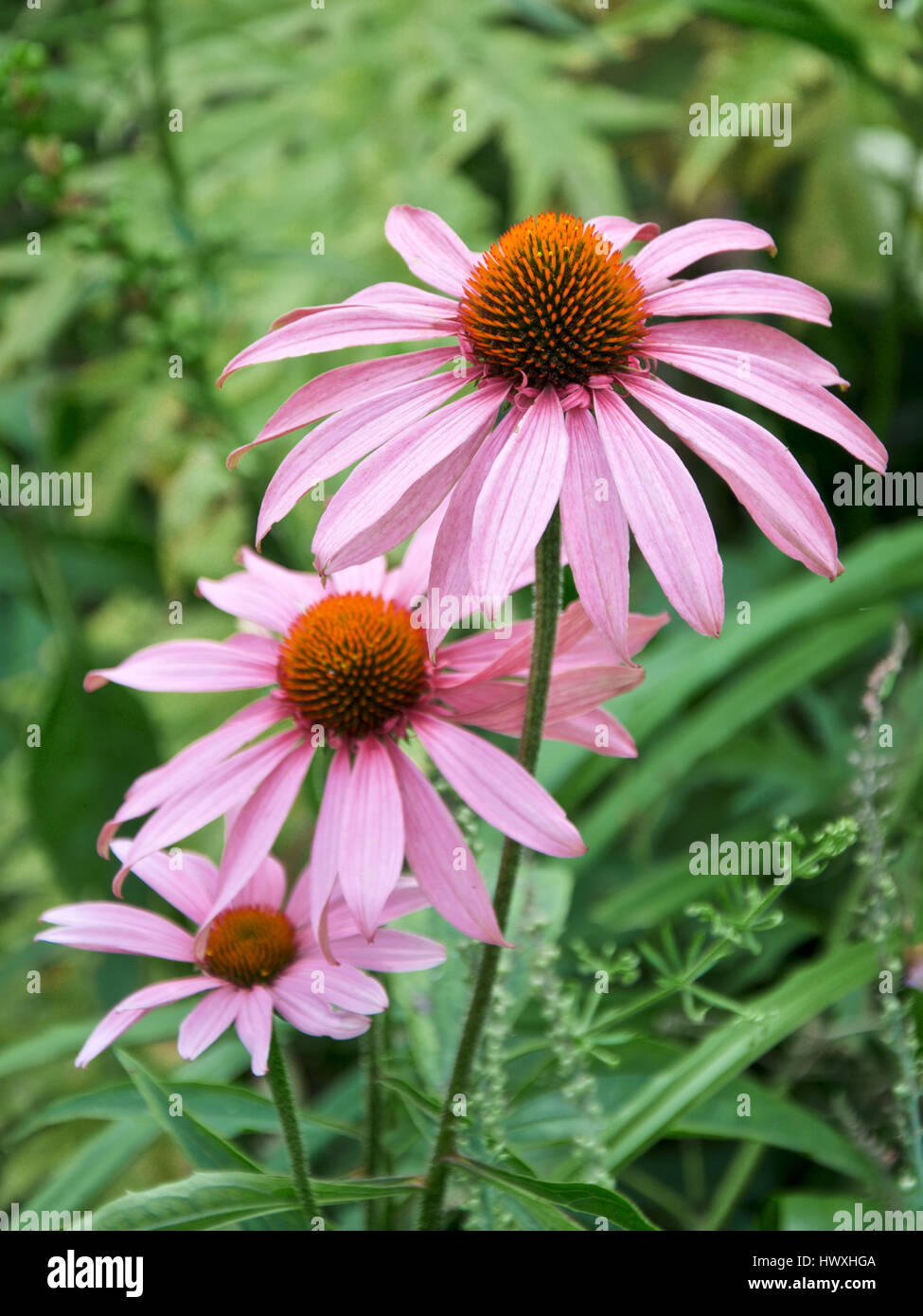 Echinacea purpurea 'Rubinstern' Coneflower Foto Stock