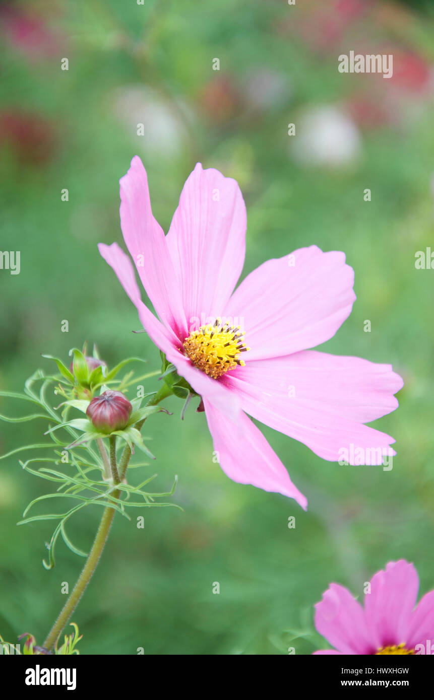 Rosa pallido Cosmo forma di fiori misti di raccolta Sonata Foto Stock