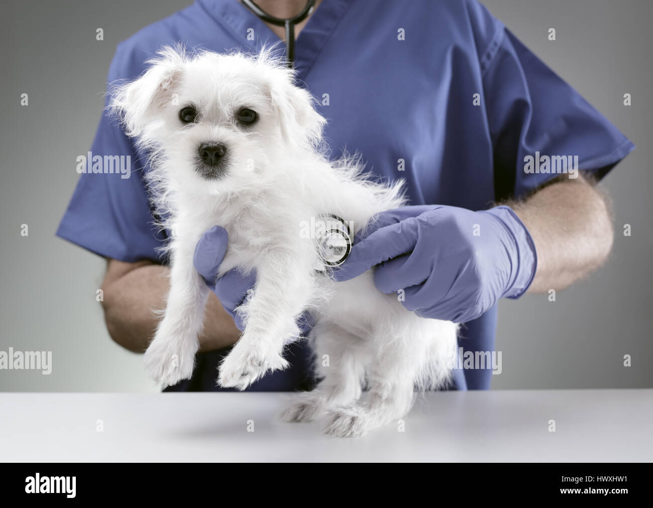 Medico Veterinario esaminando un Westie Maltese Cross cucciolo con uno stetoscopio Foto Stock