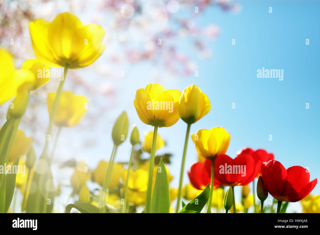 Tulip fiori di primavera e la fioritura dei ciliegi contro un cielo blu sotto il sole Foto Stock