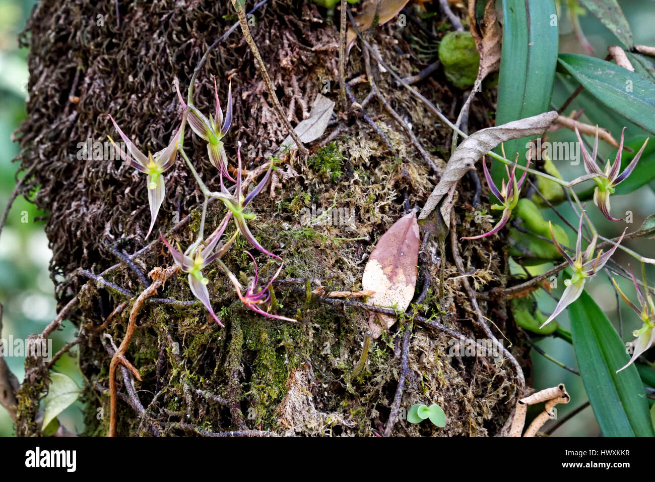 Una miniatura wild orchid (Bulbophyllum angustipetalum) con petali stretti che cresce su un albero nella foresta nel Nord Est della Thailandia Foto Stock