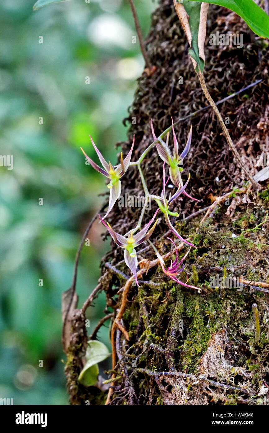 Una miniatura wild orchid (Bulbophyllum angustipetalum) con petali stretti che cresce su un albero nella foresta nel Nord Est della Thailandia Foto Stock