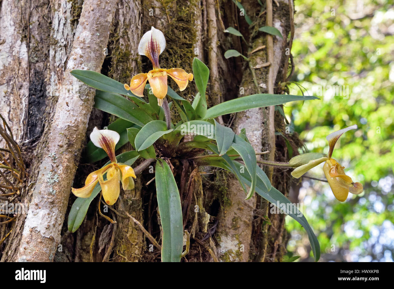 Una ciabatta Orchidea (Paphiopedilum villosum) che cresce su un tronco di albero nella foresta nel Nord-est della Thailandia Foto Stock